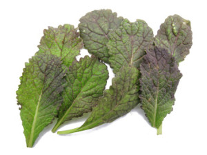 Baby Red Mustard leaves