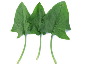 Baby Spinach Leaves