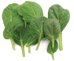 Baby Tatsoi Leaves