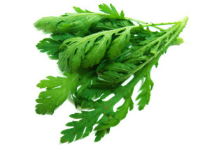 Chrysanthemum Shungiku Leaves 