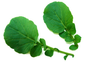 Land Cress Leaves