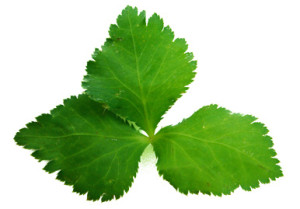 Mitsuba Leaves