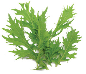 Mizuna Leaves