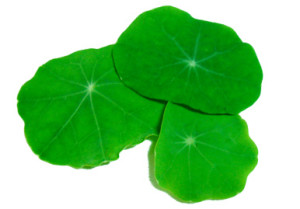 Nasturtium Leaves