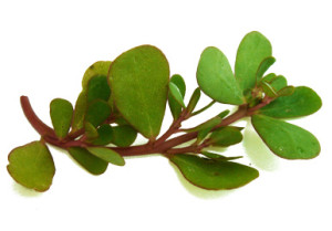 Purselane Leaves