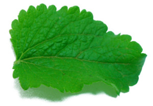 Green Shiso Leaves