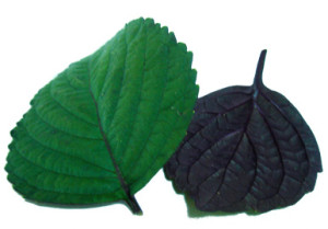 Vietnamese Shiso Leaves Red And Green