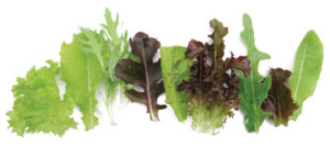 Spring Select Baby Salad Leaves